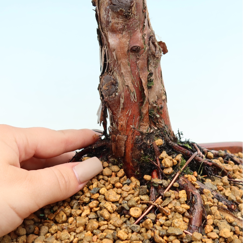 Bonsaï d'extérieur - Juniperus chinensis Kishu