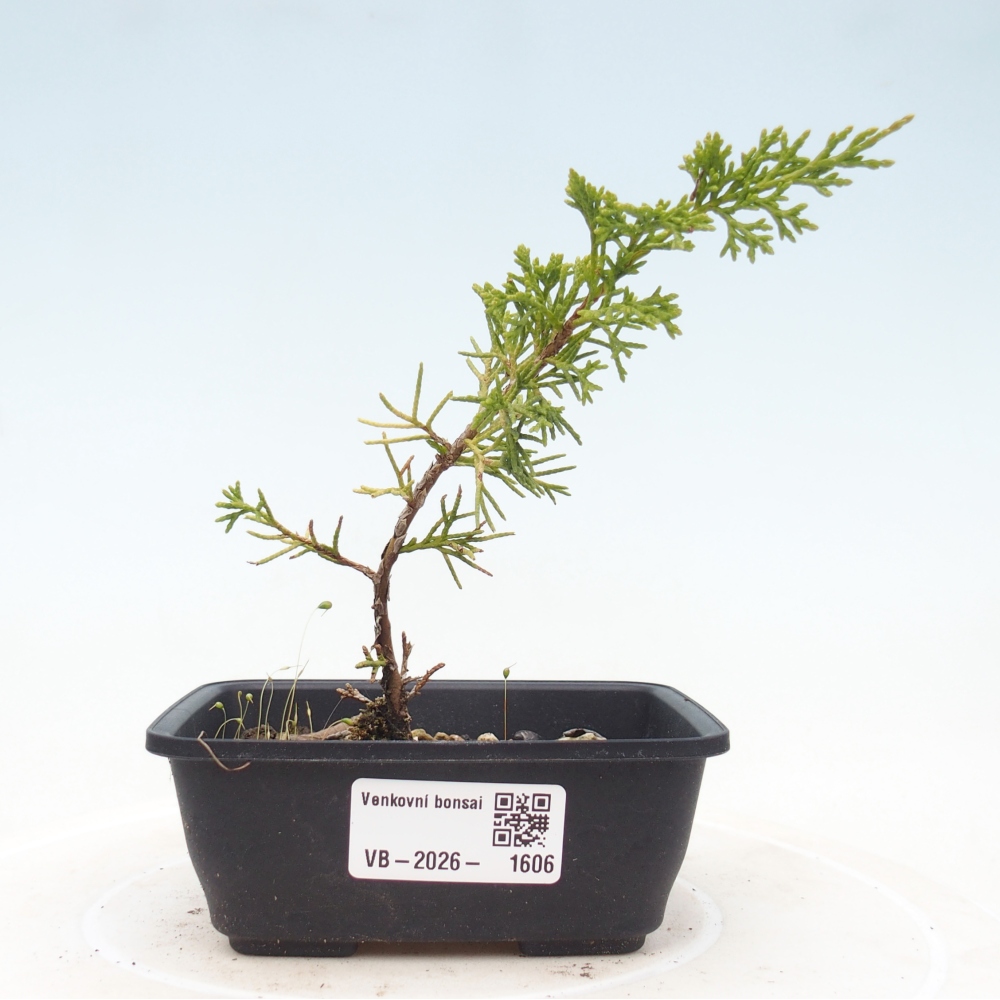 Bonsaï d'extérieur - Juniperus chinensis Itoigawa