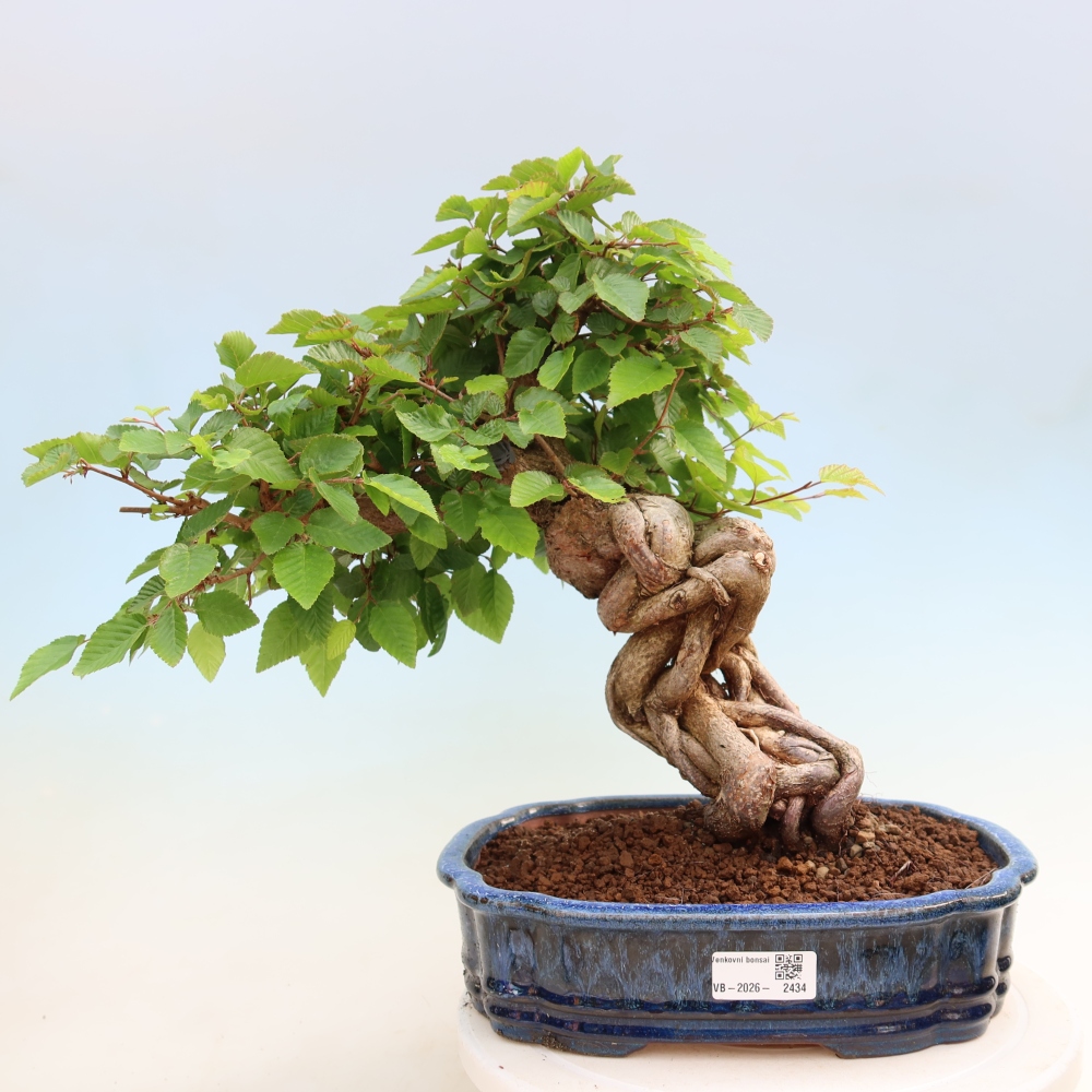 Bonsaï d'extérieur -Carpinus Coreana - Charme de Corée