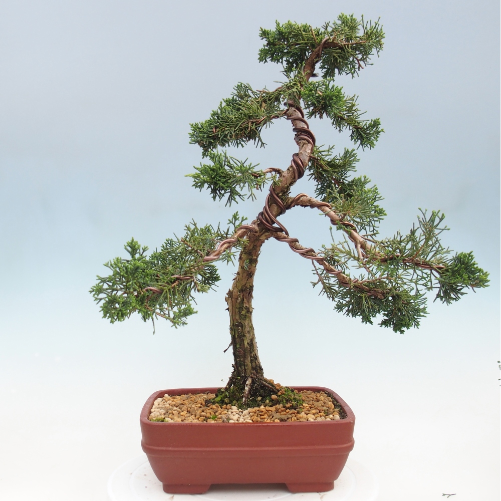 Bonsaï d'extérieur - Juniperus chinensis Kishu