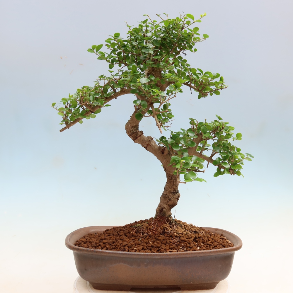 Bonsaï de chambre -Ligustrum retusa - bec d'oiseau à petites feuilles