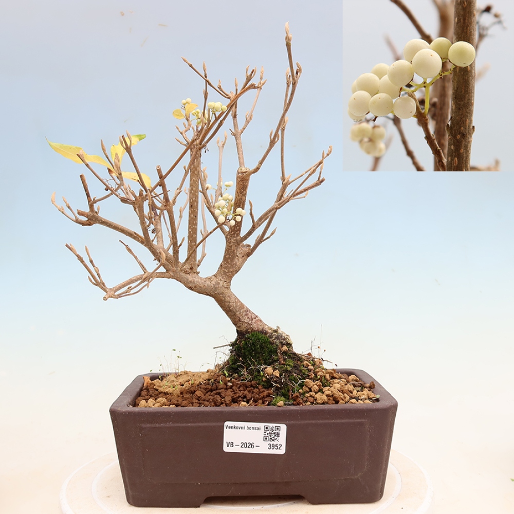 Bonsaï d'extérieur - Callicarpa bodinieri « Snowqueen » - Callicarpa