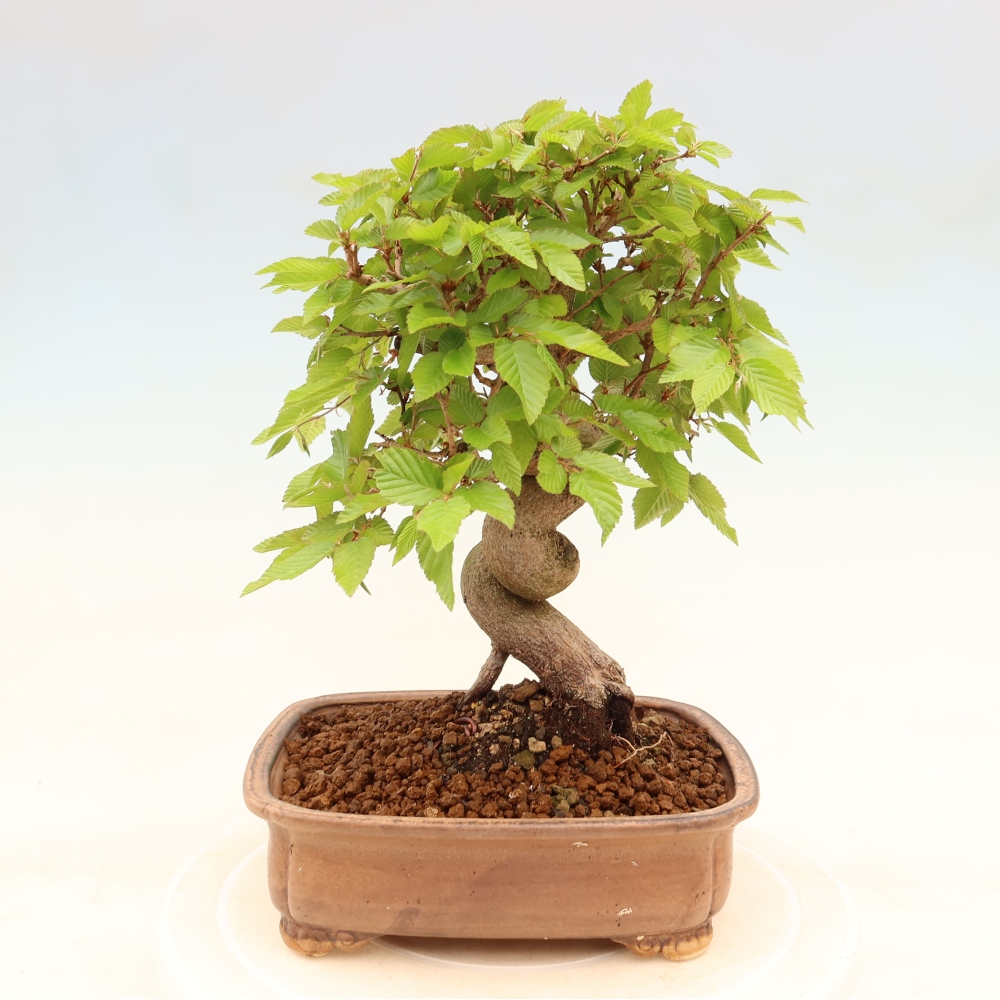 Bonsaï d'extérieur -Carpinus Coreana - Charme de Corée