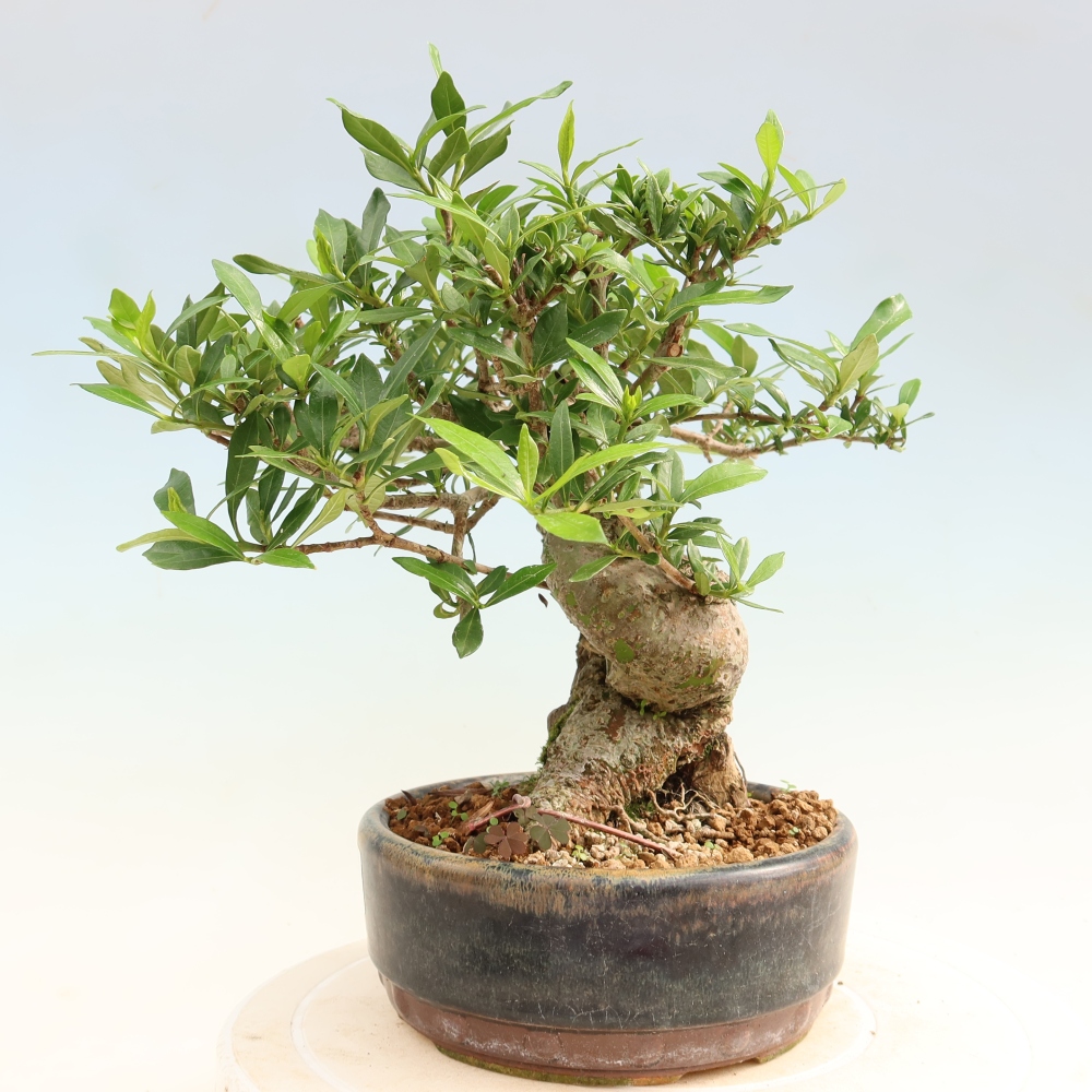 Bonsaï de chambre - Gardenia jasminoides-Gardenia