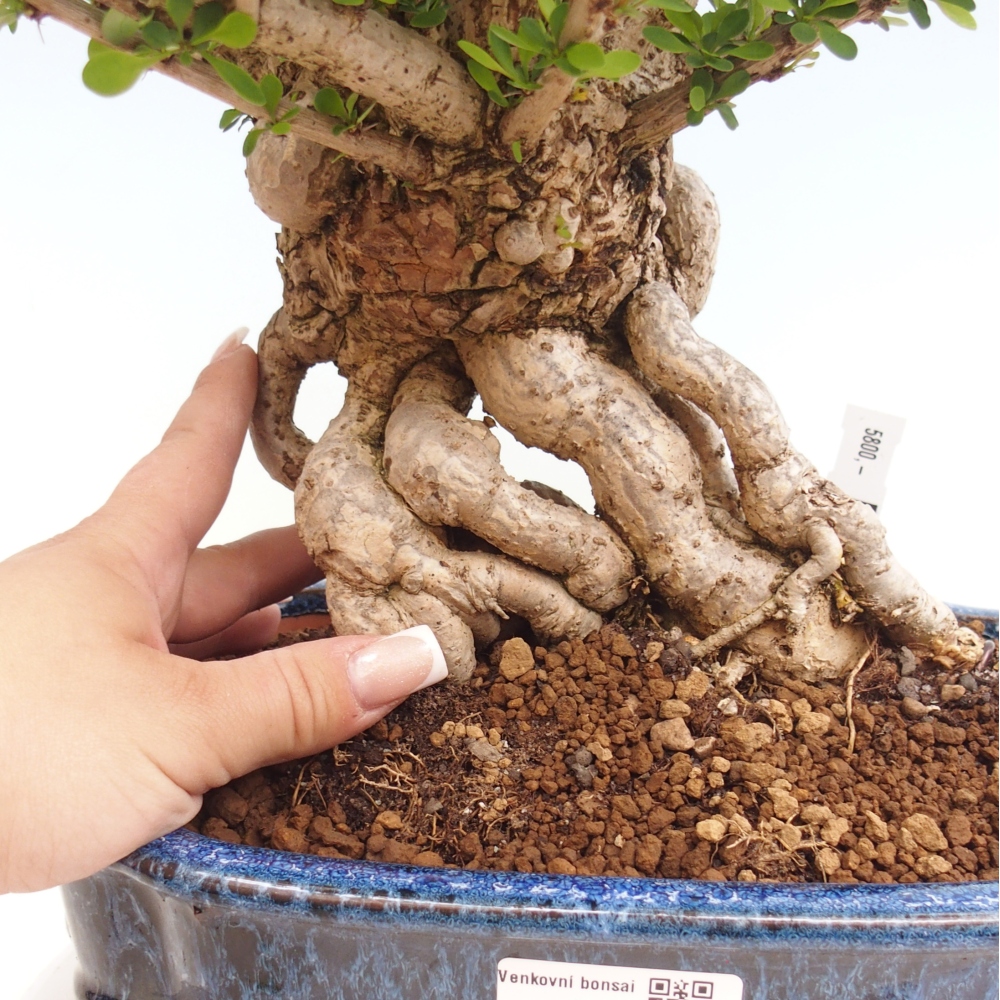 Bonsaï d'extérieur - Berberis coreana