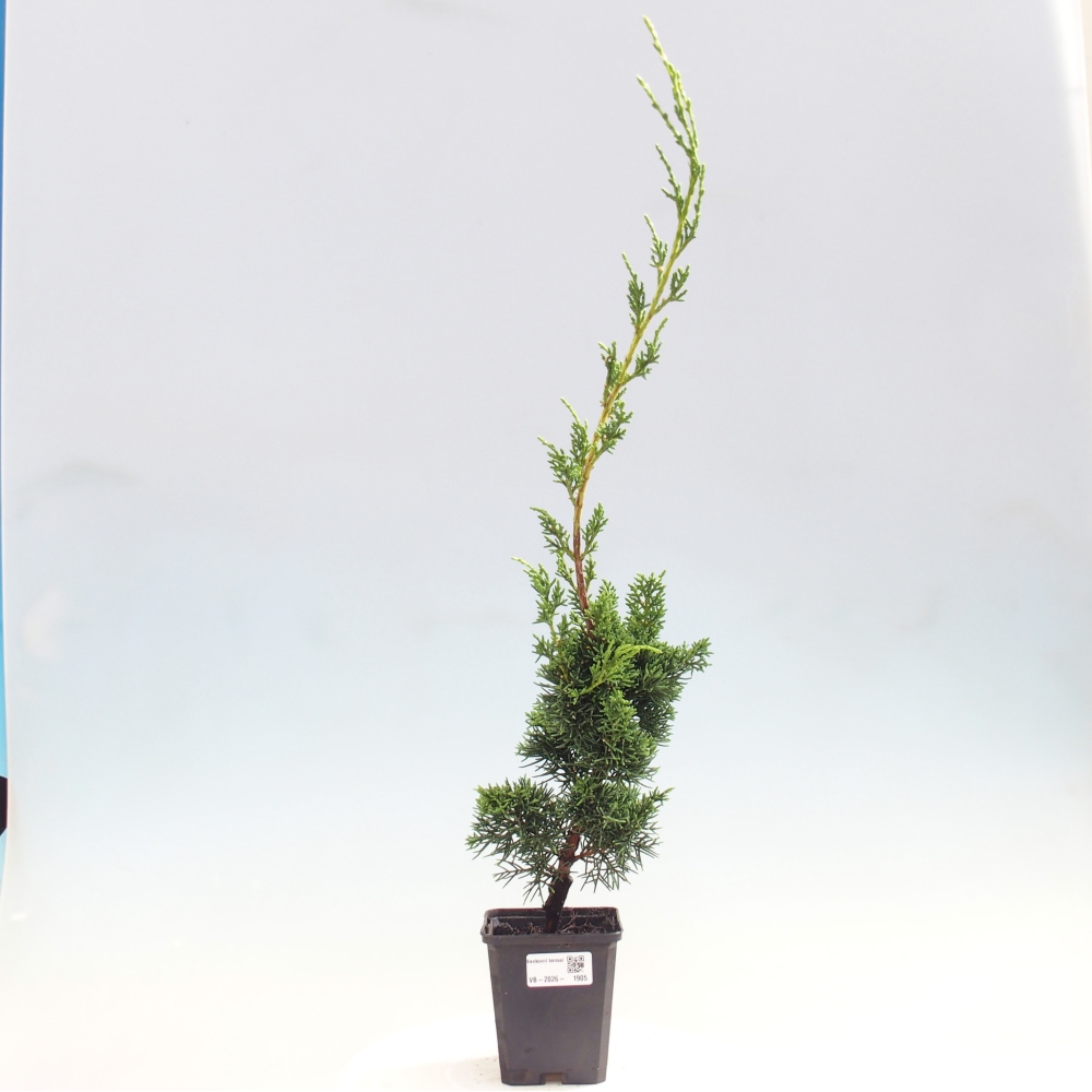 Bonsaï d'extérieur - Juniperus chinensis Kishu
