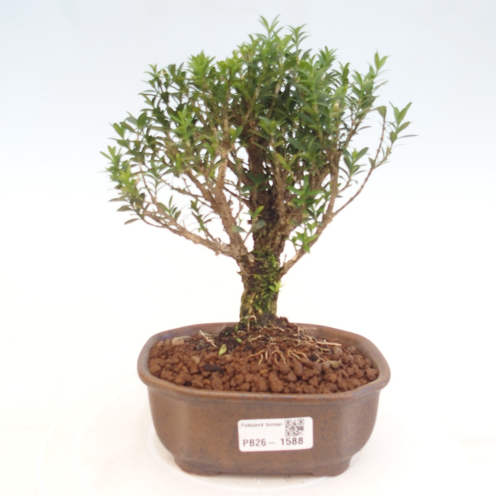 Bonsaï de chambre - Buxus harlandii - buxus liège