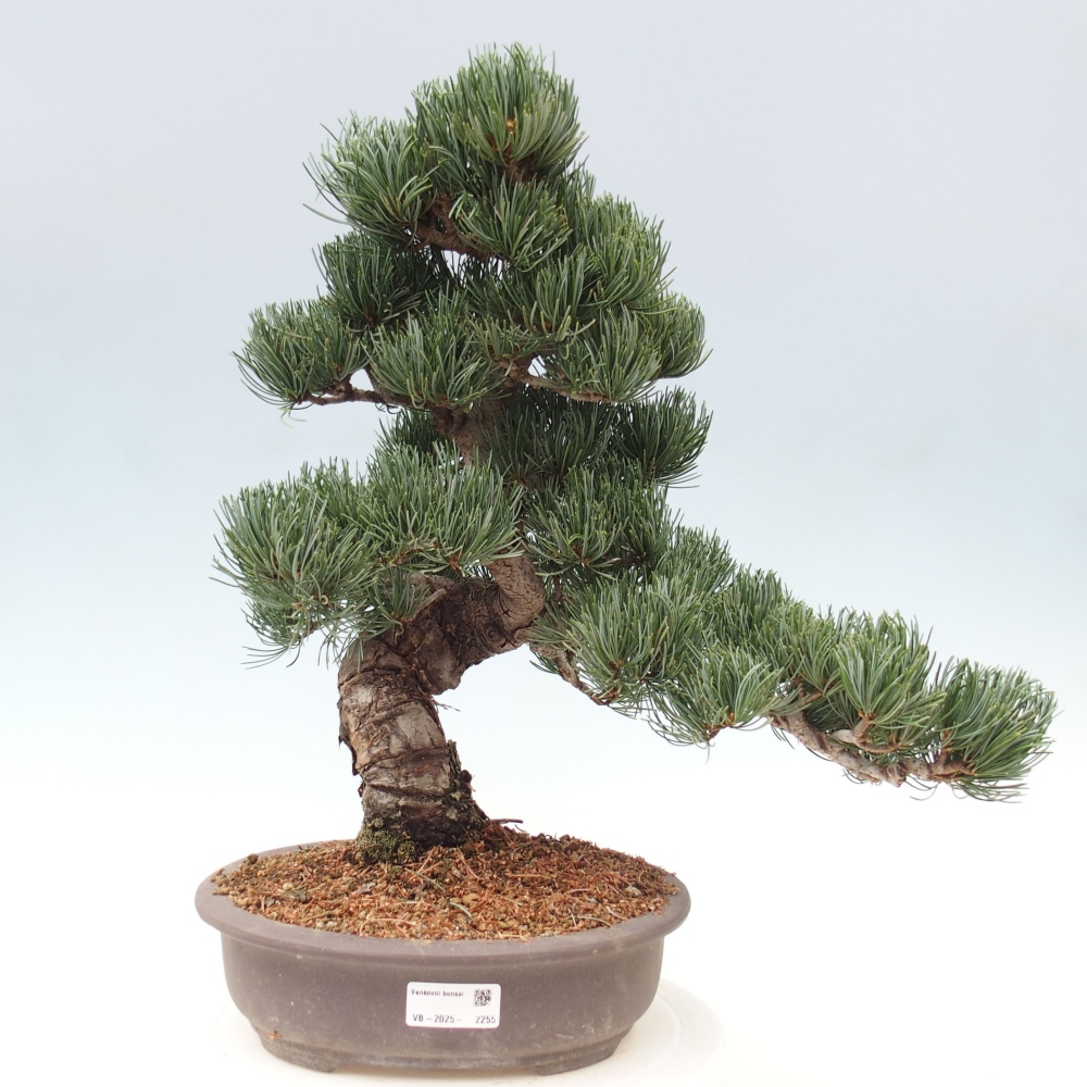 Bonsaï d'extérieur - Pinus parviflora - Pinus parviflora