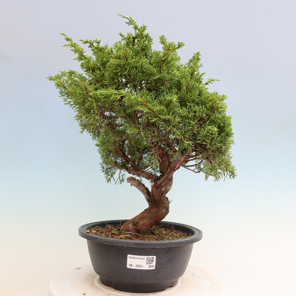 Bonsaï d'extérieur - Juniperus chinensis Itoigawa-Juniperus chinensis