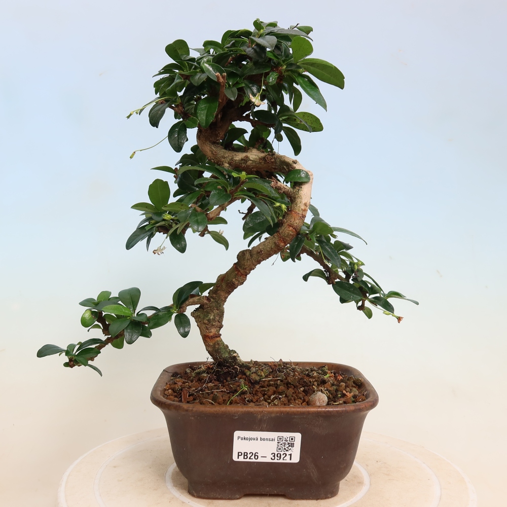 Bonsaï de chambre - Carmona macrophylla - Tea fuki