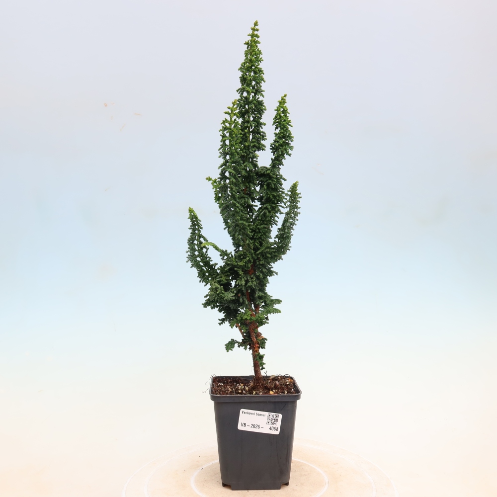 Bonsaï d'extérieur - Cham. obtusa SEKKA HINOKI - Cyprès