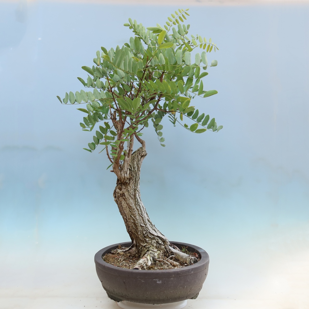 Bonsaï d'extérieur - Acacia épineux - Robinia pseudoacacia