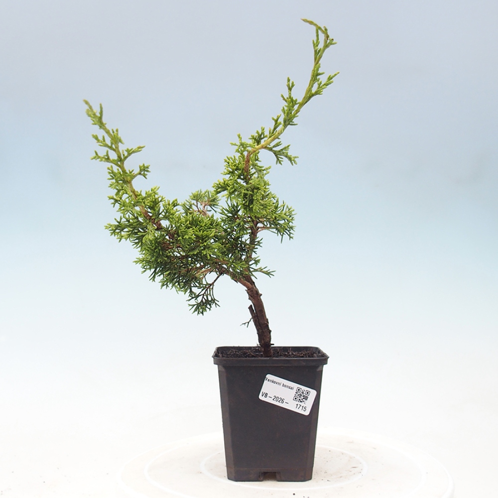 Bonsaï d'extérieur - Juniperus chinensis Itoigawa