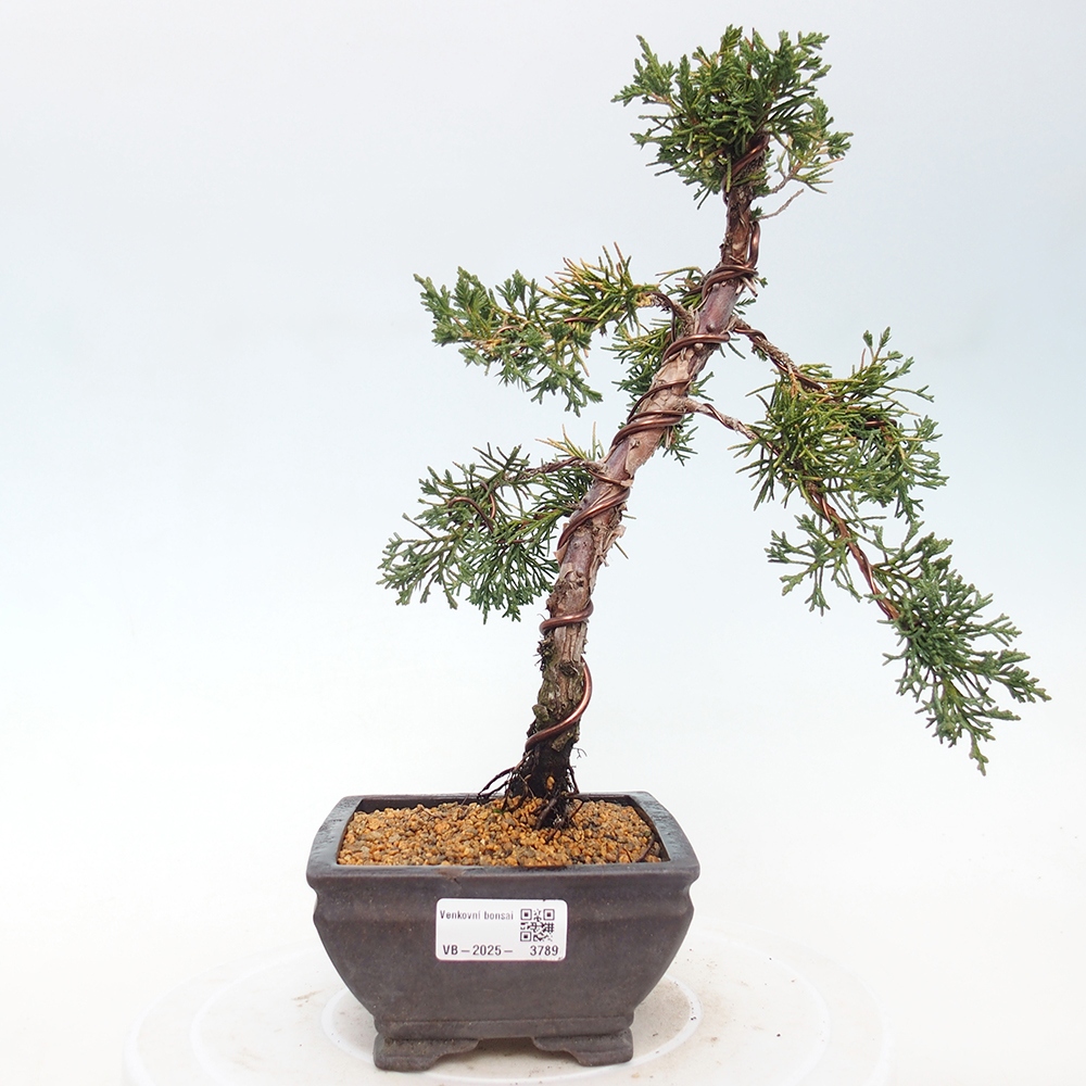 Bonsaï d'extérieur - Juniperus chinensis Kishu