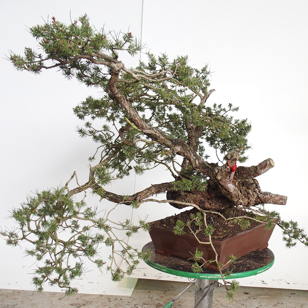 Yamadori - Pinus sylvestris Espagne
