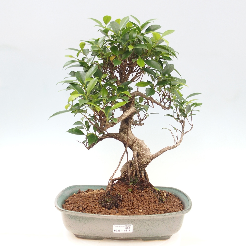 Salle bonsaï - Ficus kimmen - ficus à petites feuilles