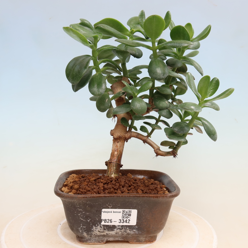 Bonsaï d'intérieur - Crassule ovale - Crassula ovata
