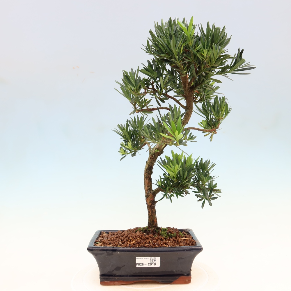 Salle bonsaï - Podocarpus - If en pierre