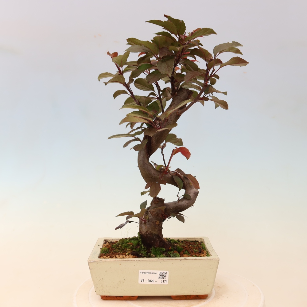Bonsaï d'extérieur -Malus domestica - Pommier à petits fruits et à feuilles rouges
