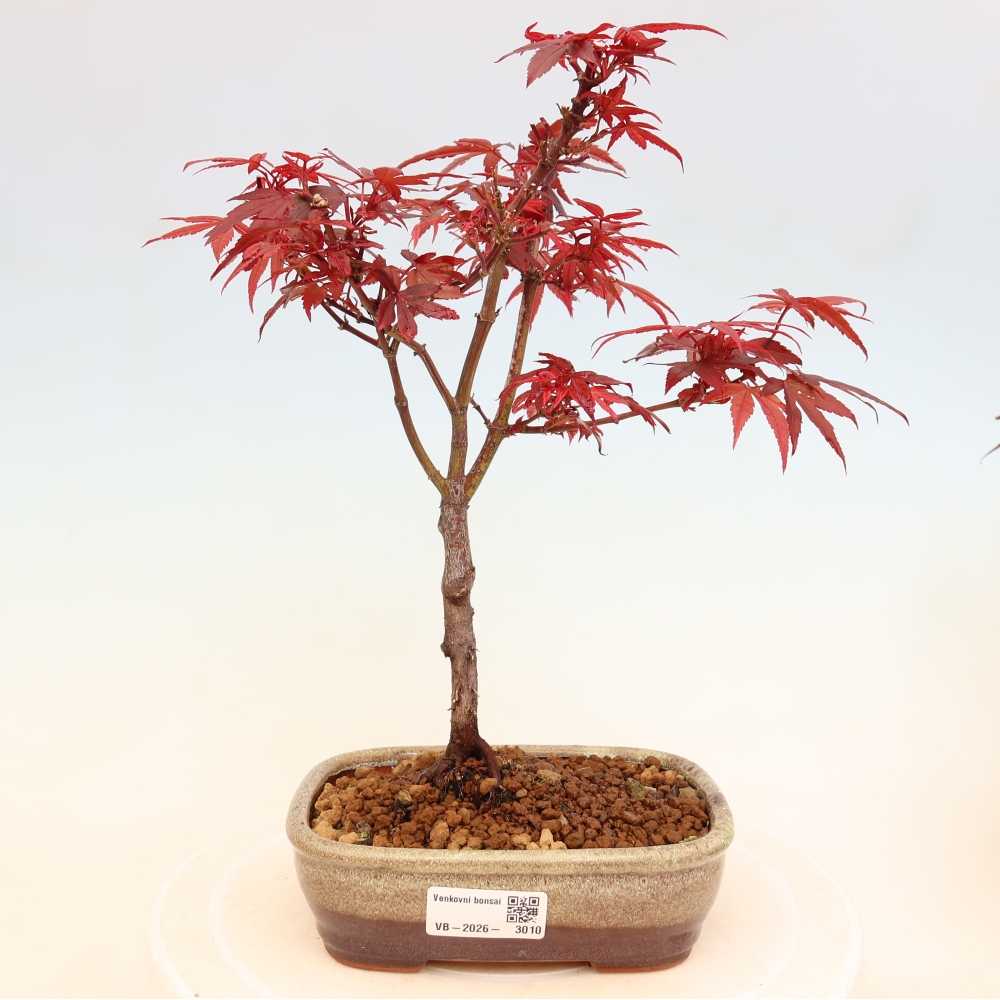 Bonsaï d'extérieur - Érable palmatum  - Acer palmatum Berry Broom 