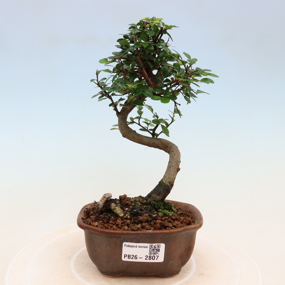 Bonsaï de chambre - Ulmus parvifolia - Orme à petites feuilles