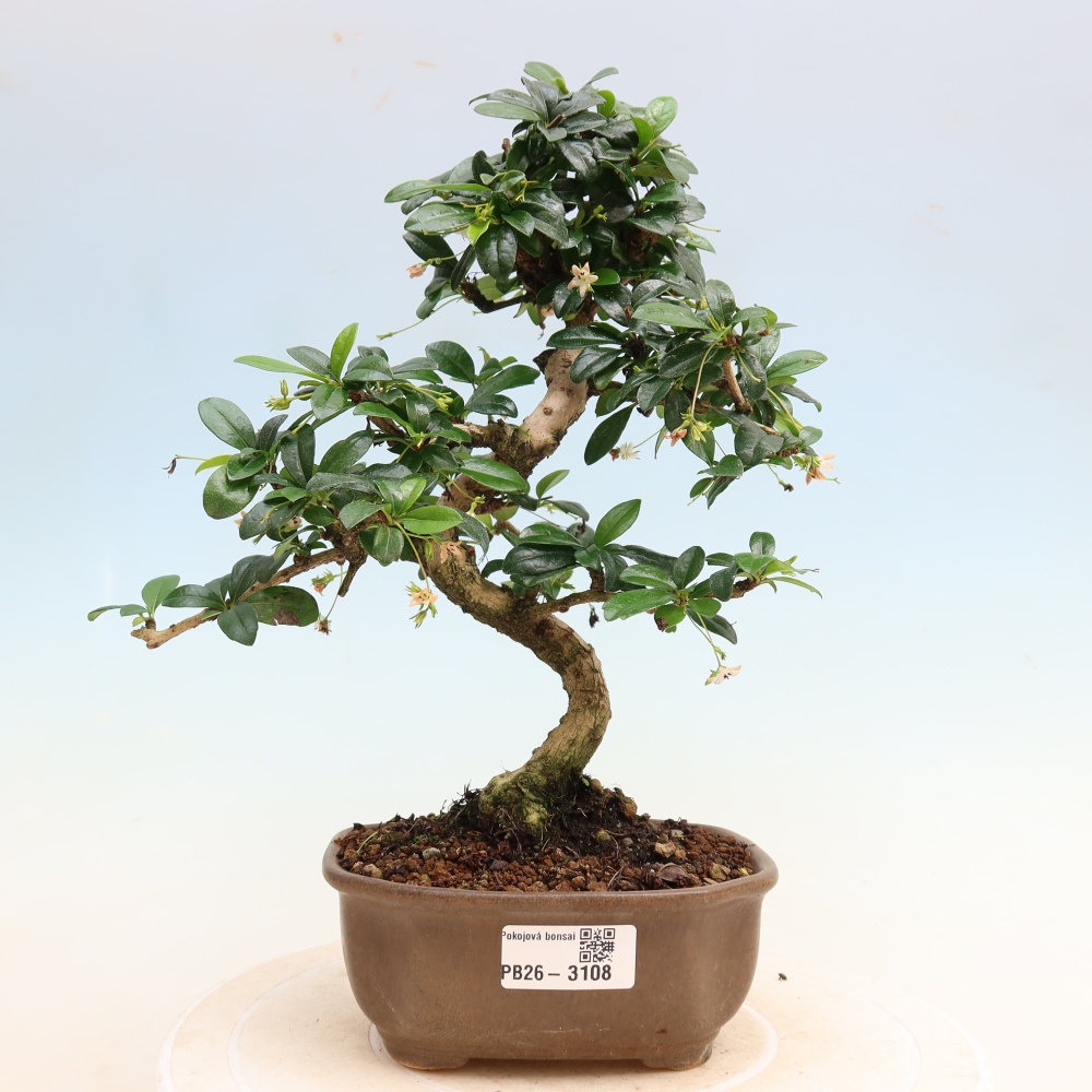 Bonsaï de chambre - Carmona macrophylla - Tea fuki