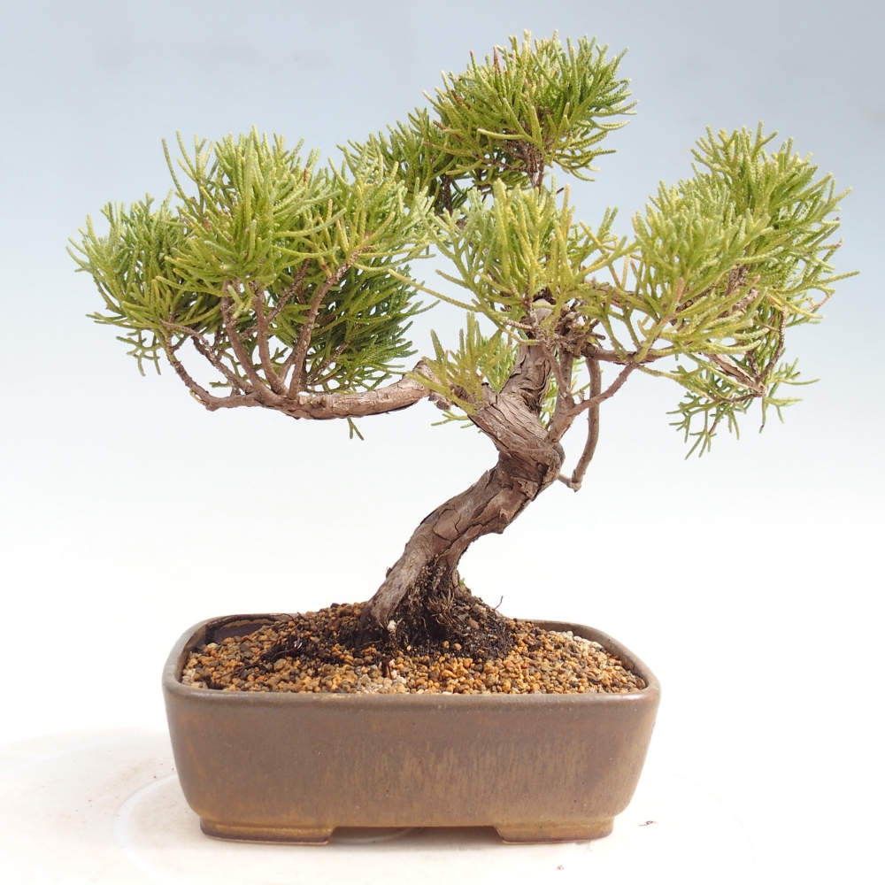 Bonsaï d'extérieur - Juniperus chinensis Kishu