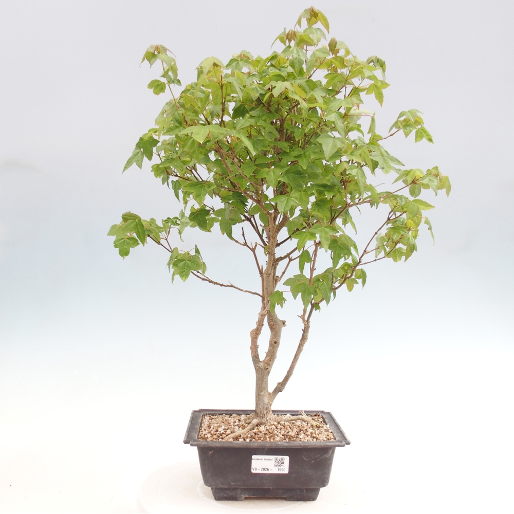 Bonsaï d'extérieur - Acer Buergerianum - Burger Maple