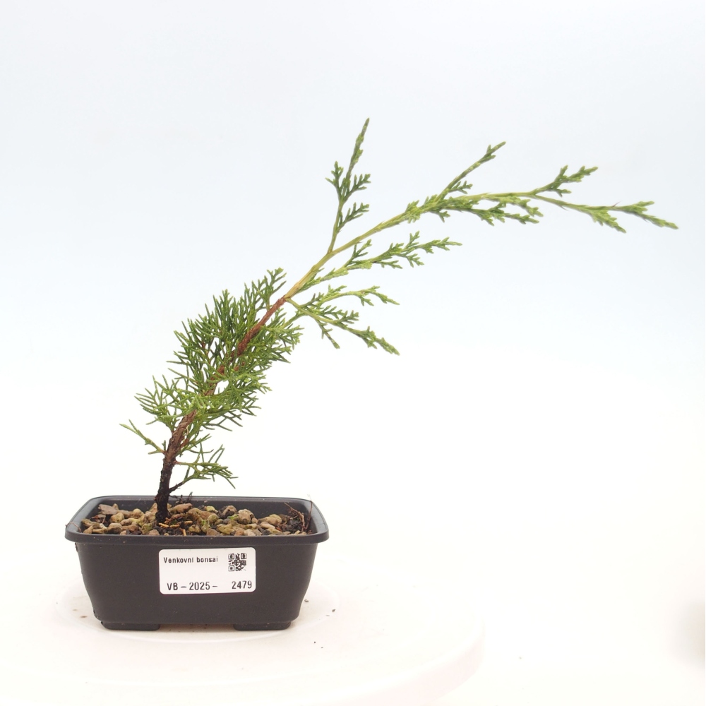 Bonsaï d'extérieur - Juniperus chinensis Itoigawa