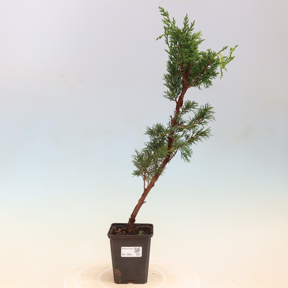 Bonsaï d'extérieur - Juniperus chinensis Kishu
