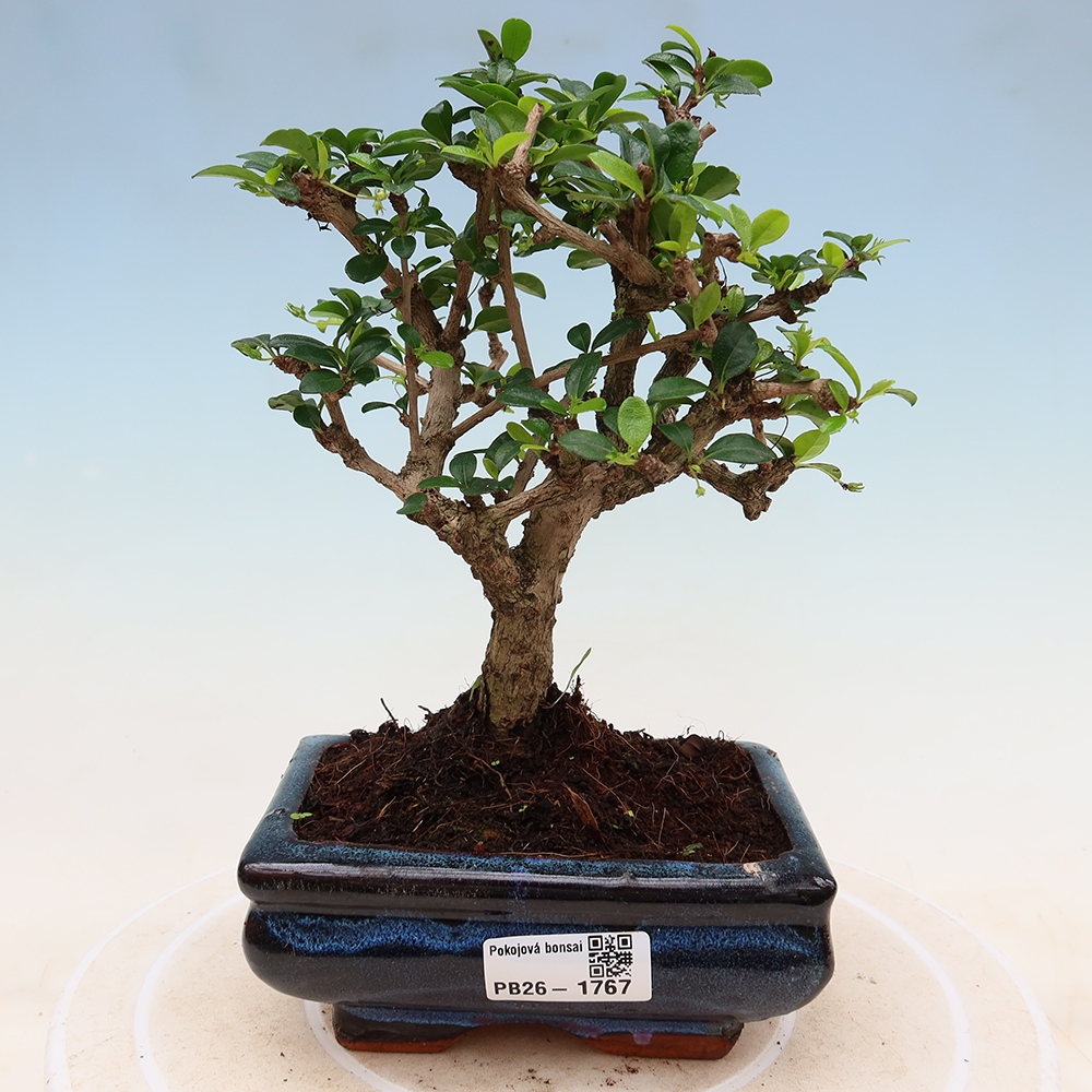 Bonsaï de chambre - Carmona macrophylla - Tea fuki