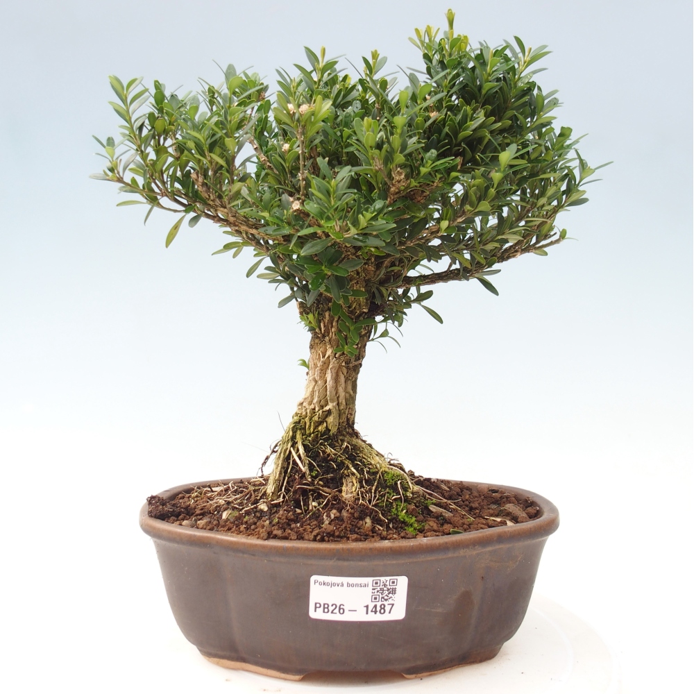 Bonsaï de chambre - Buxus harlandii - buxus liège