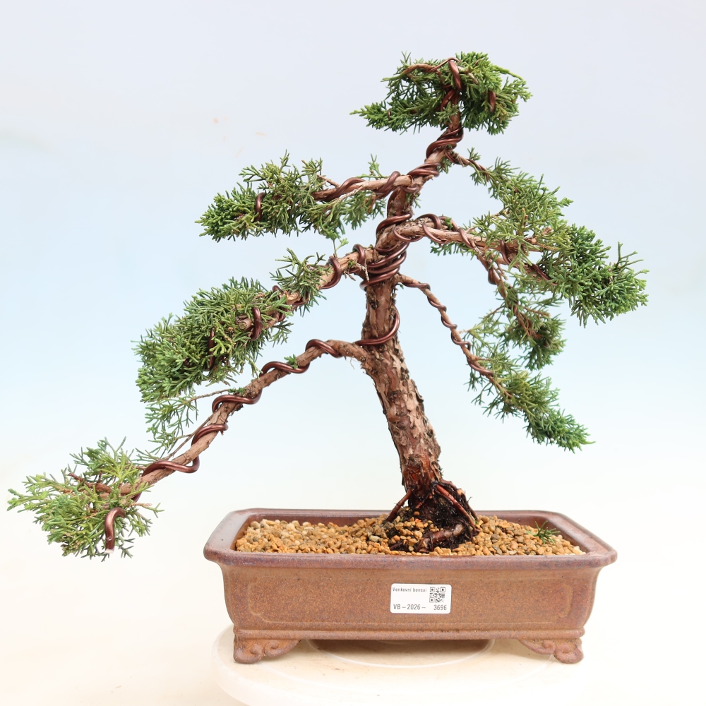 Bonsaï d'extérieur - Juniperus chinensis Kishu