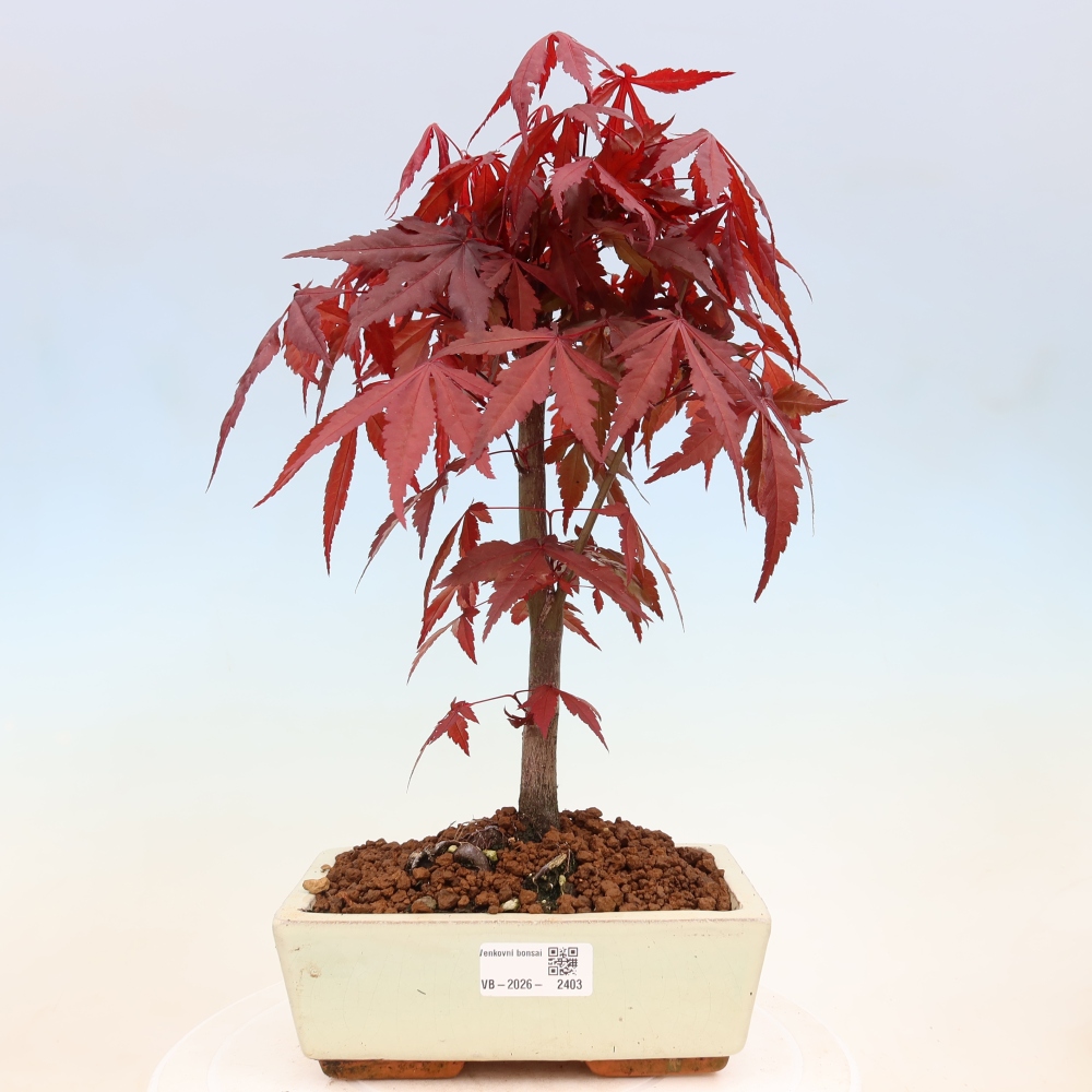 Bonsaï d'extérieur - Acer palm. Atropurpureum-Javor palmate