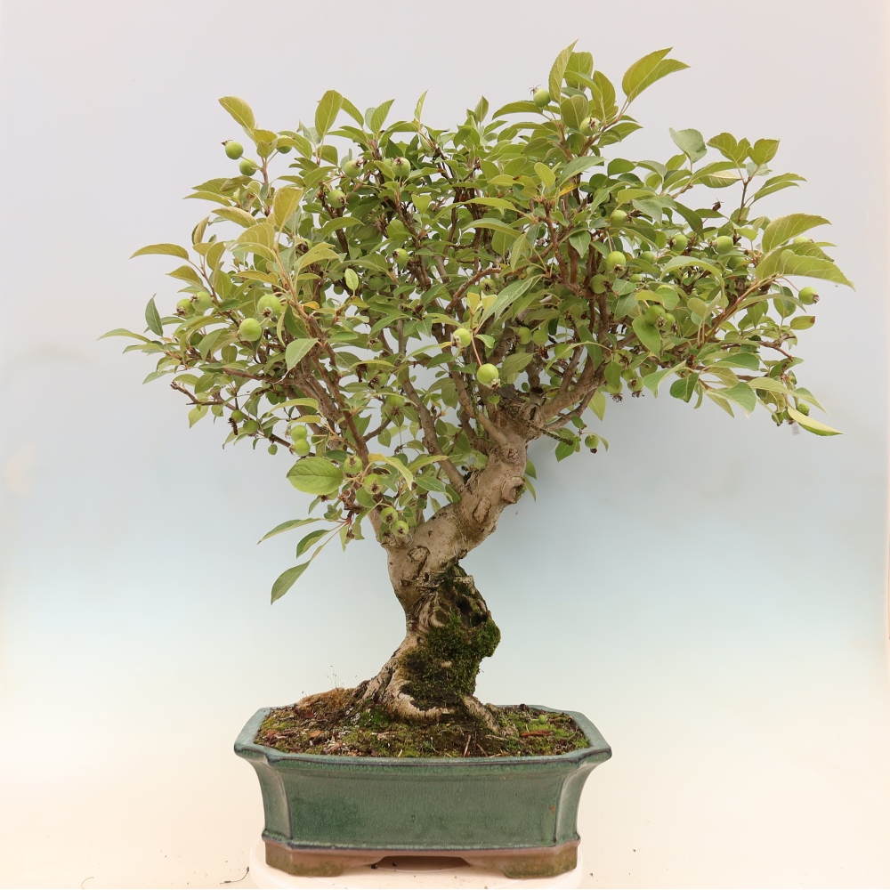 Bonsaï d'extérieur -Malus halliana - Pommier à petits fruits