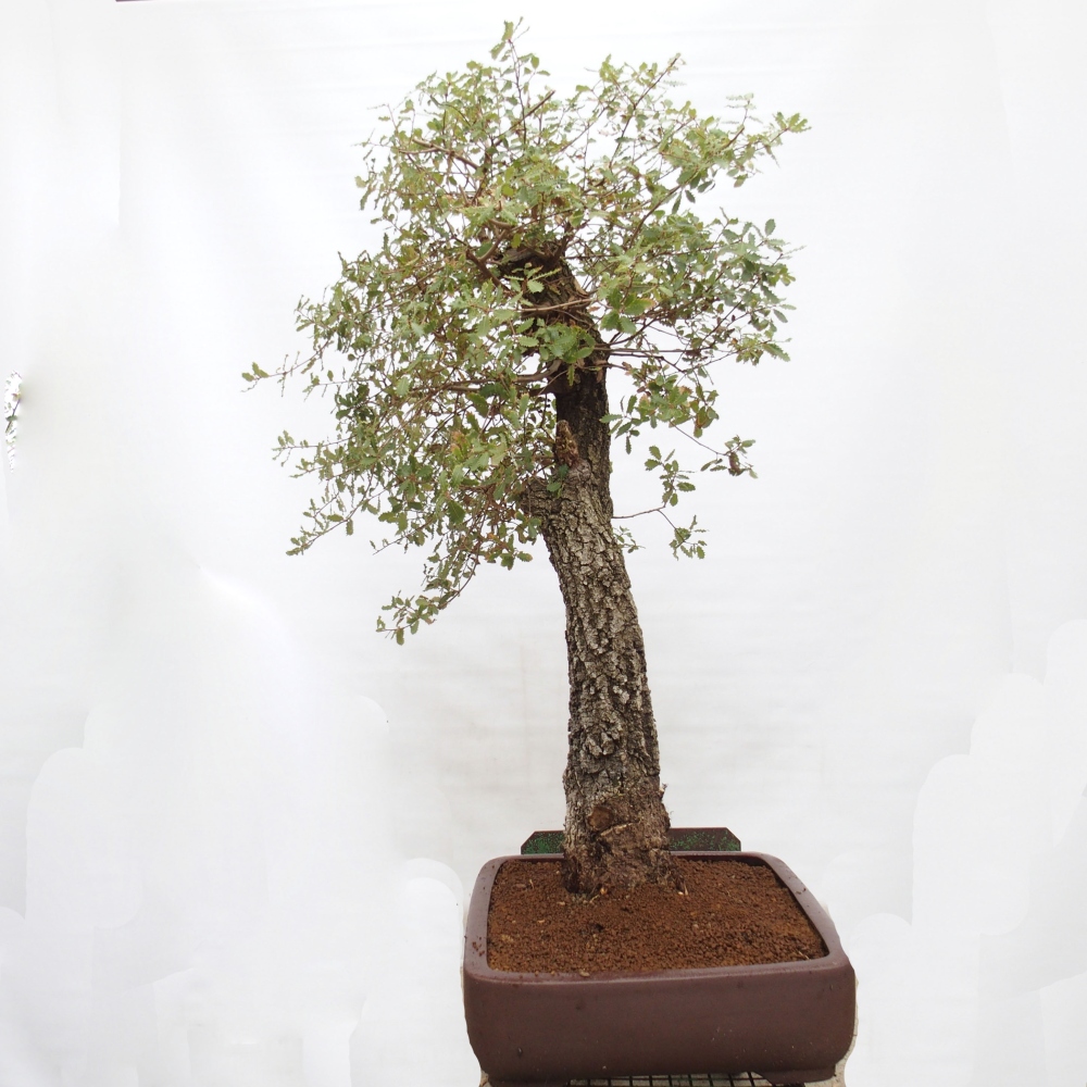 Yamadori - Quercus Ilex - Chêne vert