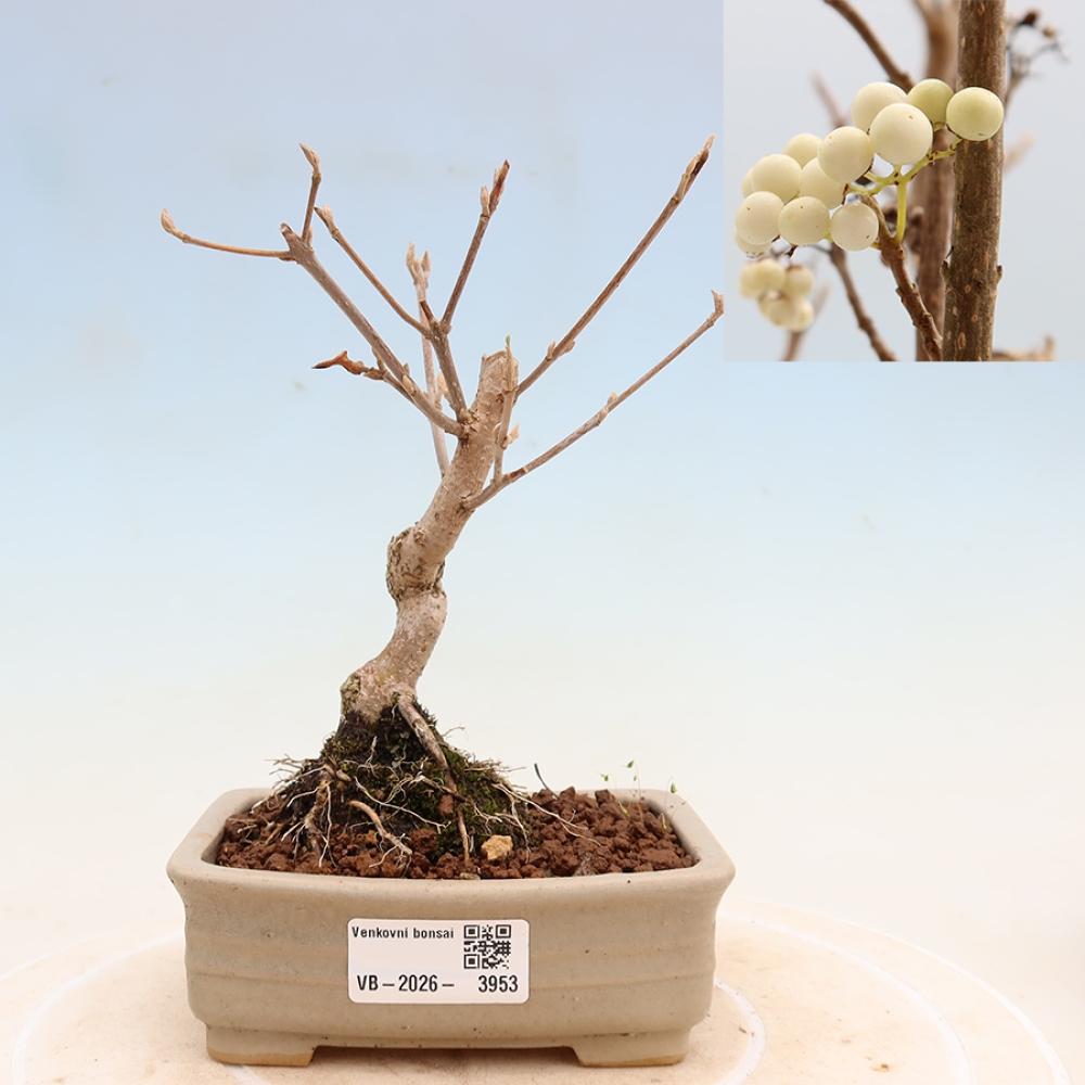 Bonsaï d'extérieur -  Callicarpa bodinieri Snowqueen - Callicarpa