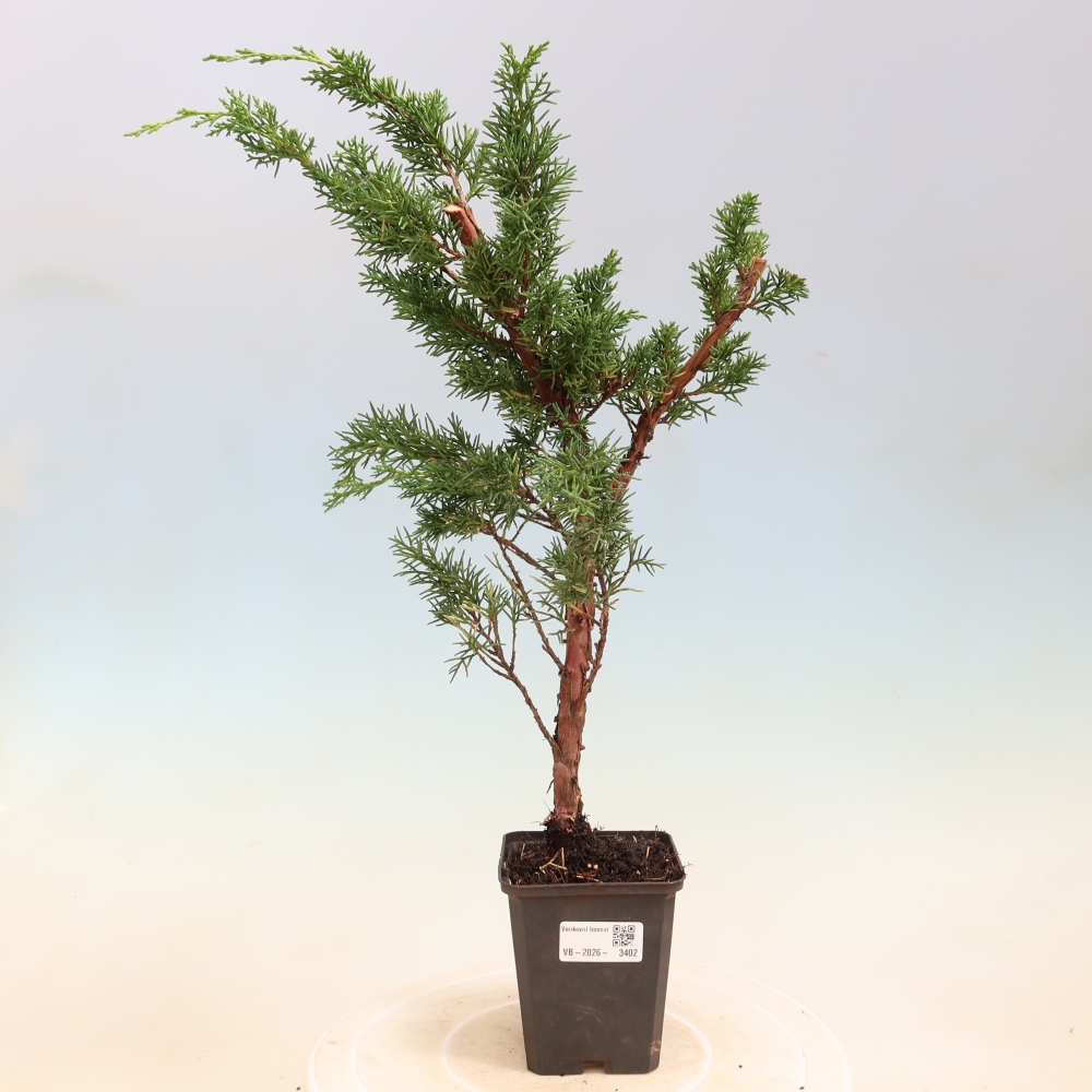 Bonsaï d'extérieur - Juniperus chinensis Kishu