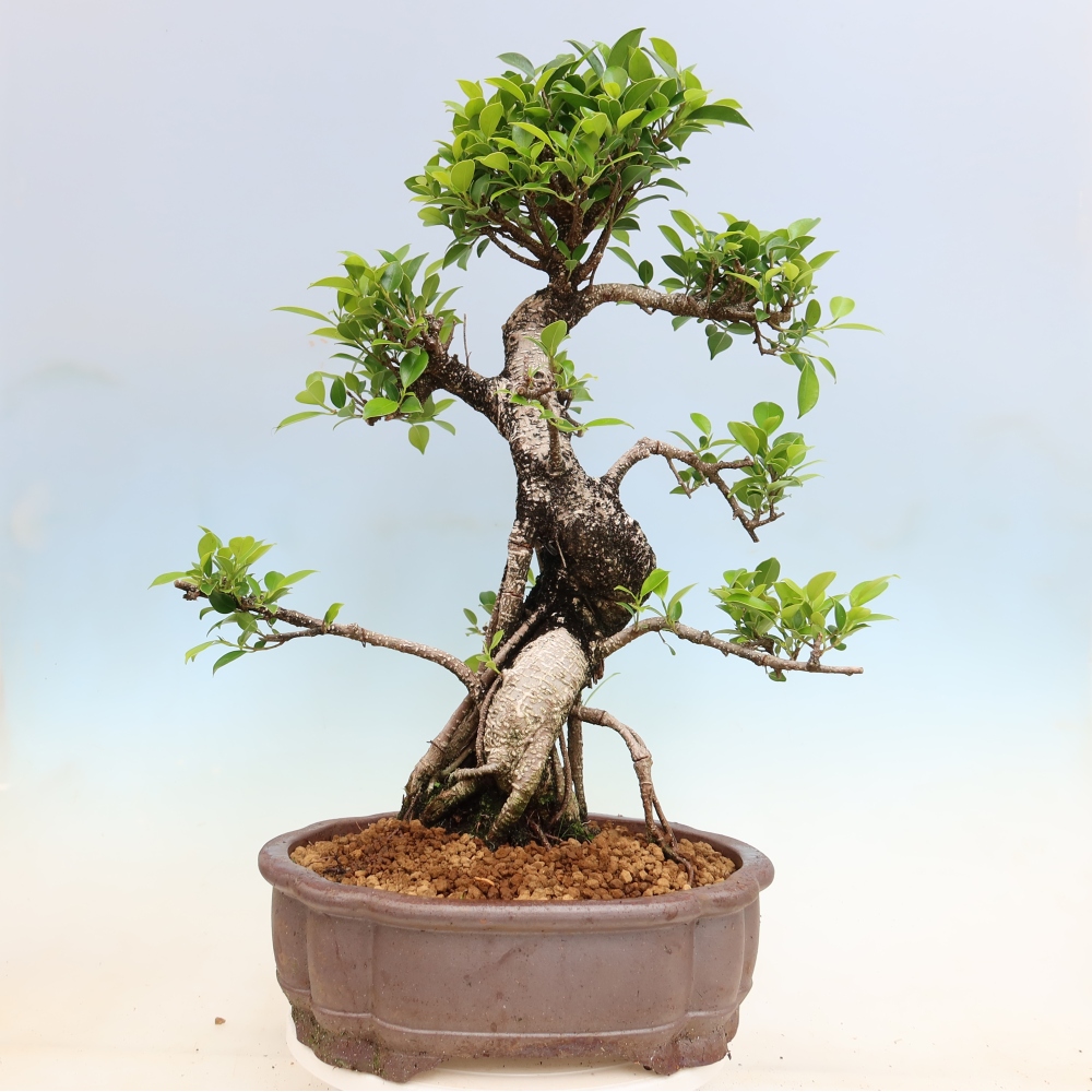 Salle bonsaï - Ficus kimmen - ficus à petites feuilles