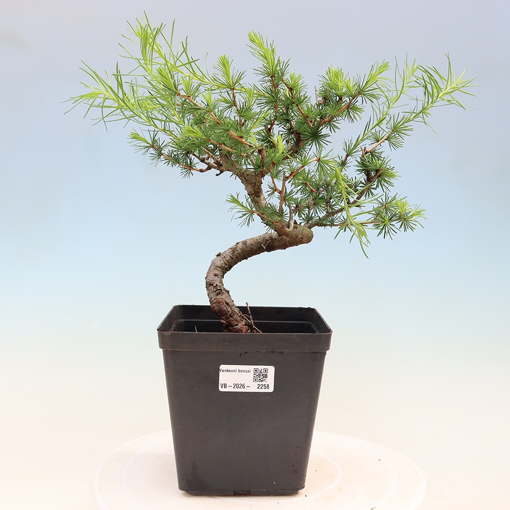 Bonsaï d'extérieur -Larix decidua - Mélèze
