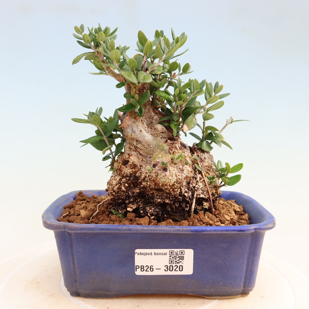 Bonsaï d'intérieur - Olea europaea sylvestris