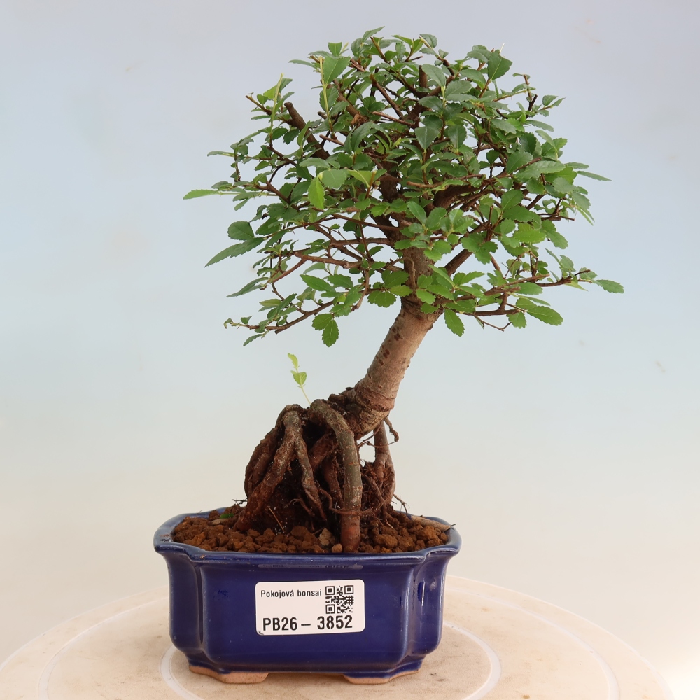 Bonsaï de chambre - Ulmus parvifolia - Orme à petites feuilles
