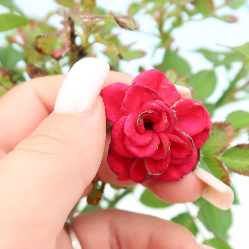 Bonsaï d'extérieur - Rosa Kordes - rose