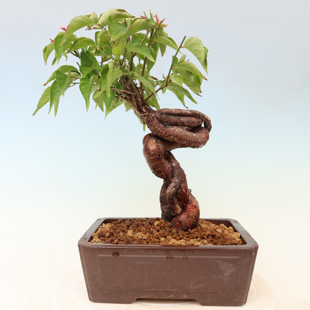 Bonsaï d'extérieur - Abricotier japonais - Prunus Mume