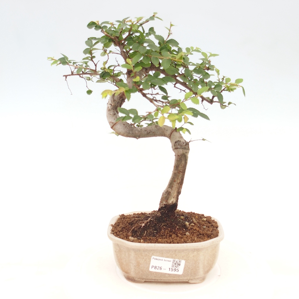 Bonsaï de chambre - Ulmus parvifolia - Orme à petites feuilles