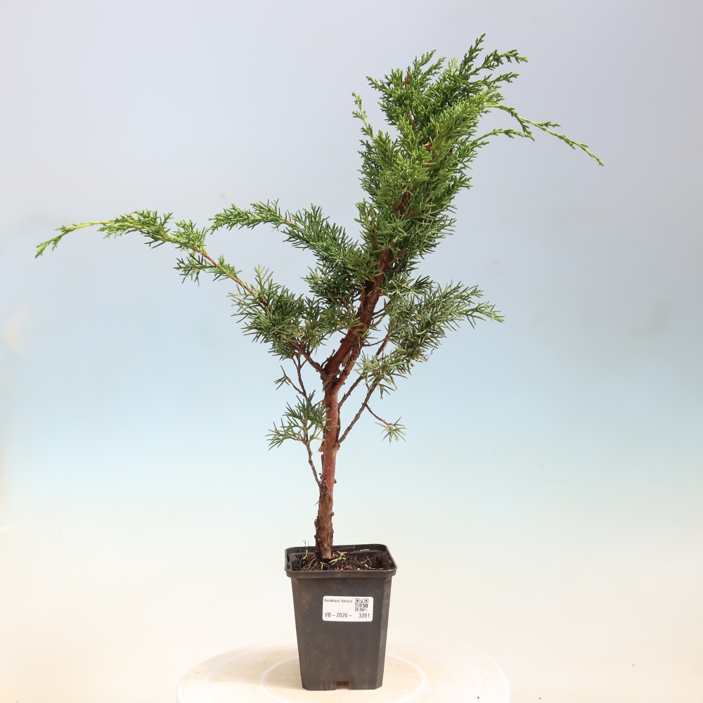 Bonsaï d'extérieur - Juniperus chinensis Kishu