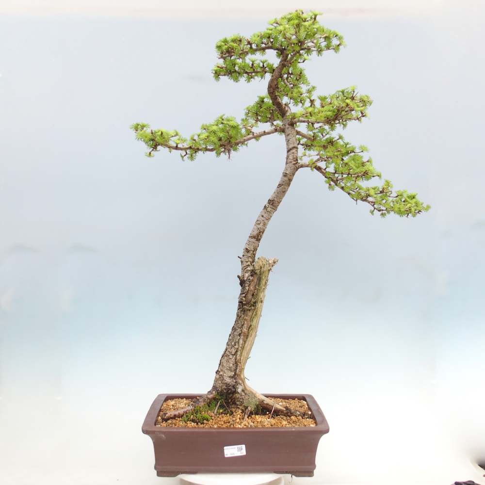 Bonsaï d'extérieur -Larix decidua - Mélèze - Transport sur palette uniquement