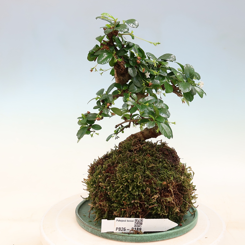 Kokedama avec soucoupe - Chai-fuki - Carmona macrophylla
