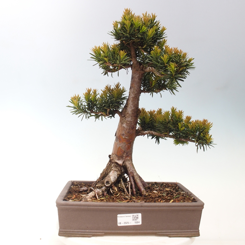 Bonsaï d'extérieur - Taxus cuspidata - If japonais