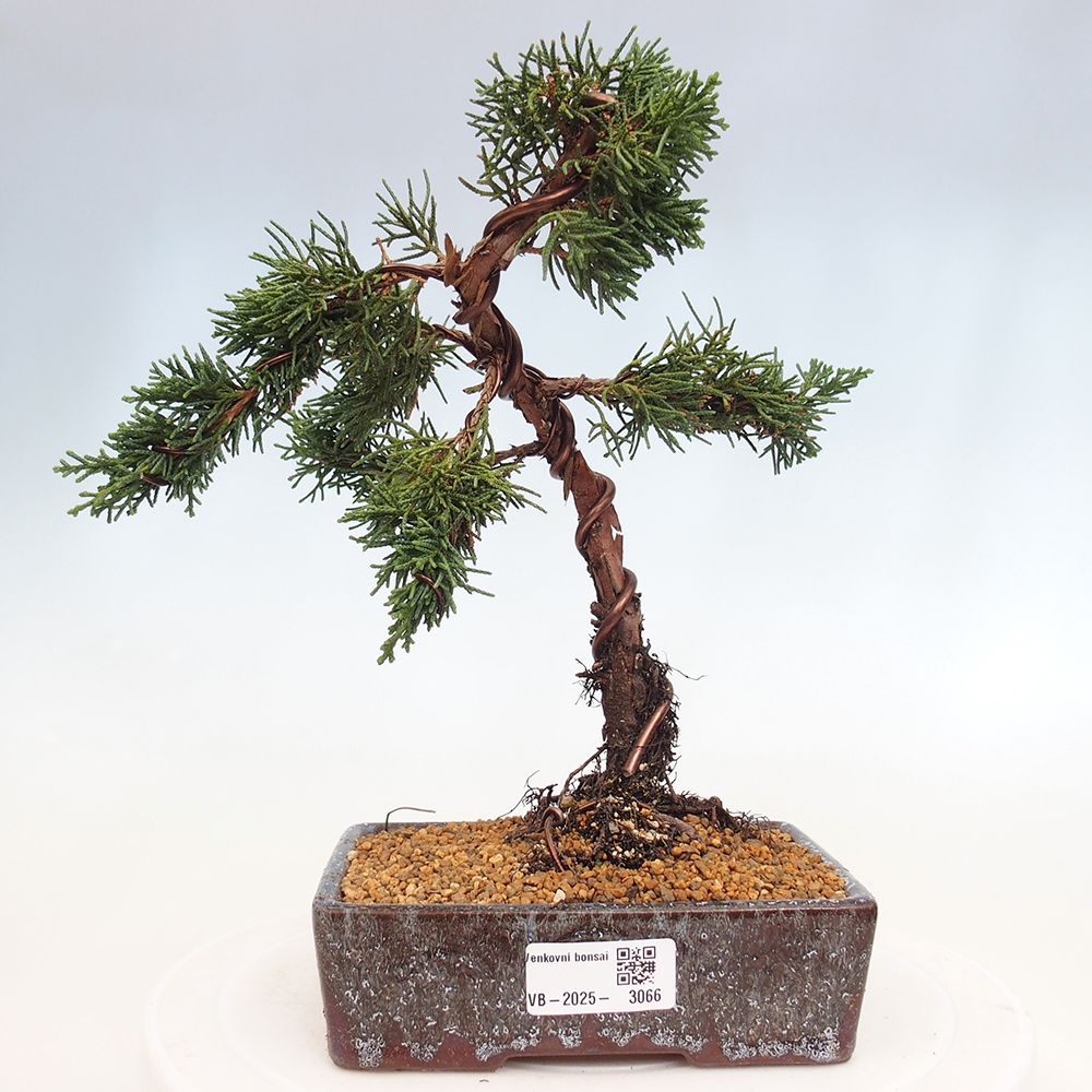 Bonsaï d'extérieur - Juniperus chinensis Kishu